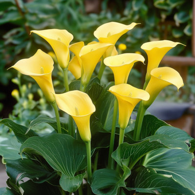 Calla Zara - Yellow - Height 30-40cm - Pot 12cm