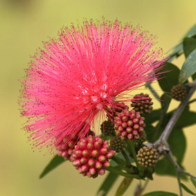 Calliandra Dixie Pink - Powder Puff Tree standard 90cm tall