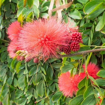 Calliandra Dixie Pink - Powder Puff Tree standard 90cm tall - 3