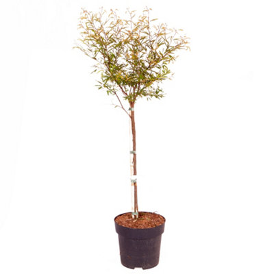 Calliandra Dixie Pink - Powder Puff Tree standard 90cm tall - 4