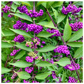 Callicarpa Bodinieri Giraldii Profusion / Beautyberry in 9cm Pot, Purple Berries 3FATPIGS