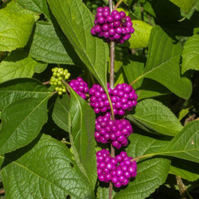 Callicarpa bodinieri 'Profusion' Beautyberry Plants Set of 3 in 9cm Pots