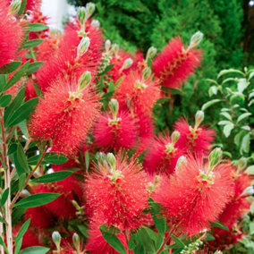 Callistemon Citrinus Bottlebrush Shrub - Bright Red Bottlebrush-Like Blooms (10-30cm Height Including Pot)