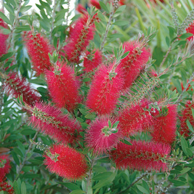 Callistemon Citrinus in a 2.5L Pot