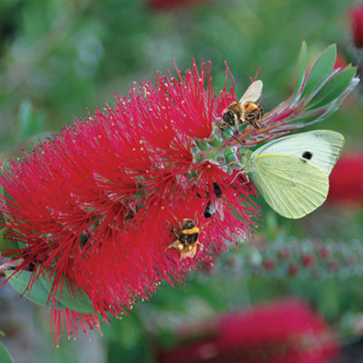 Callistemon Citrinus in a 2.5L Pot - 3