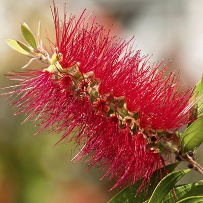 Callistemon Citrinus in a 2.5L Pot - 4