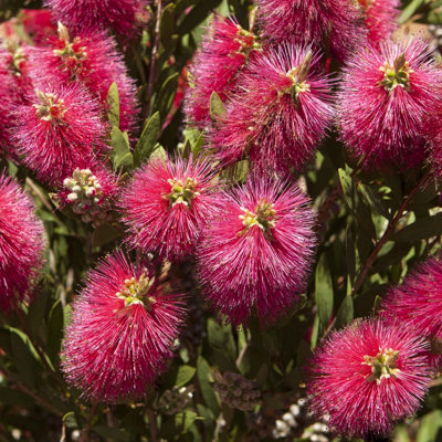 Callistemon Citrinus in a 2.5L Pot - 5