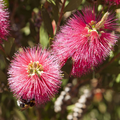 Callistemon Citrinus in a 2.5L Pot - 6