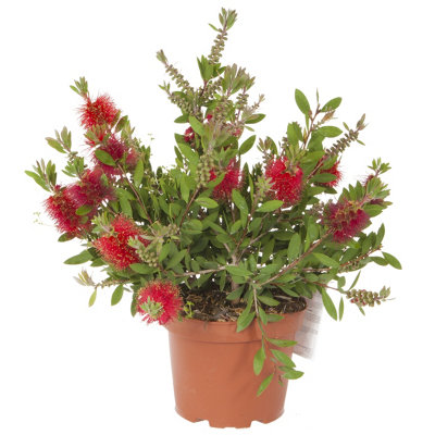 Callistemon Citrinus in a 2.5L Pot - 7