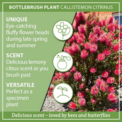 Callistemon Citrinus in a 2.5L Pot - 8