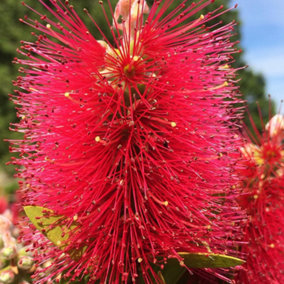 Callistemon Inferno - Outdoor Flowering Shrub, Ideal for UK Gardens, Compact Size (15-30cm Height Including Pot)