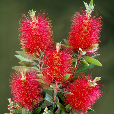 Callistemon Laevis Bottlebrush Shrub - Vibrant Red Bottlebrush-Like Blooms (10-30cm Height Including Pot)