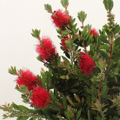 Callistemon Laevis Bottlebrush Shrub - Vibrant Red Bottlebrush-Like Blooms (10-30cm Height Including Pot)