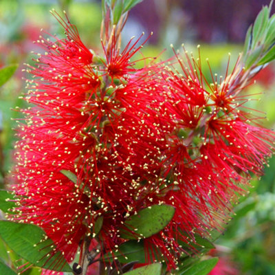 Callistemon Laevis Bottlebrush Shrub - Vibrant Red Bottlebrush-Like Blooms (10-30cm Height Including Pot)