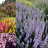 Calluna and Erica Heather Plant Mix - Colourful Foliage and Flowering, Compact (10-20cm, 12 Plants)