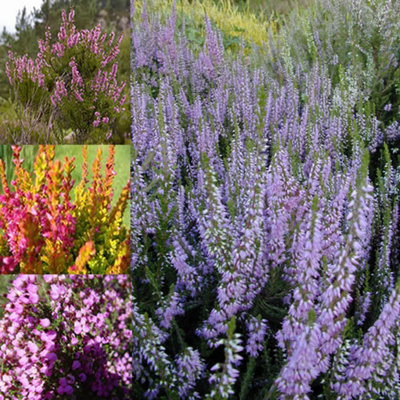 Calluna and Erica Heather Plant Mix - Colourful Foliage and Flowering, Compact (10-20cm, 24 Plants)