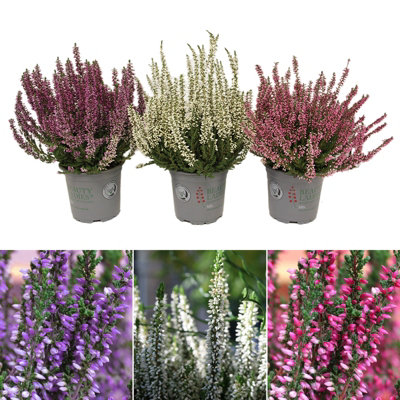 Calluna Heather 3 x Plants Beauty Ladies Mixed Colours in 11cm Pots - Evergreen Erica Autumn Winter Flowering Hardy Perennials