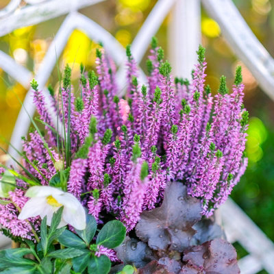 peppermint vs spearmint plant Peppermint  Truelove Seeds