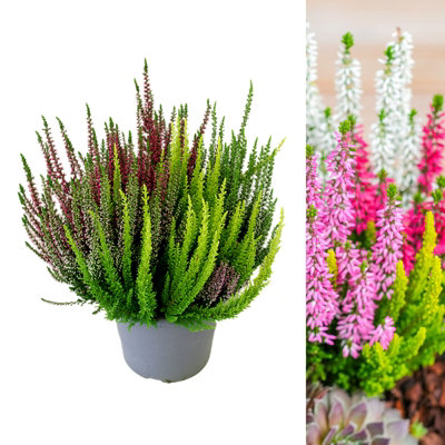 Calluna Heather Plant Beauty Ladies High Five Colours in 17cm Pot - Evergreen Garden Erica Plants Autumn Winter Hardy Perennials