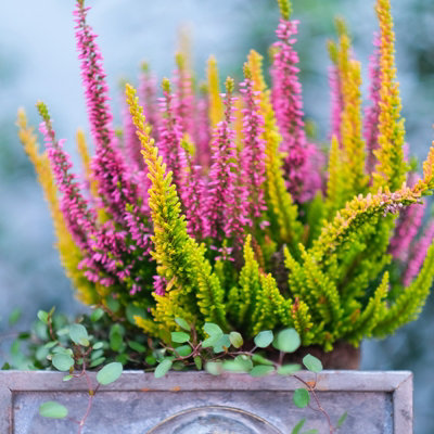 Calluna Heather Plant Beauty Ladies High Five Colours in 17cm Pot - Evergreen Garden Erica Plants Autumn Winter Hardy Perennials