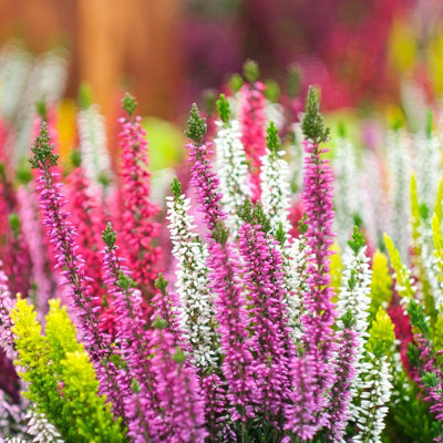Calluna Heather Plant Beauty Ladies High Five Colours in 17cm Pot - Evergreen Garden Erica Plants Autumn Winter Hardy Perennials - 3