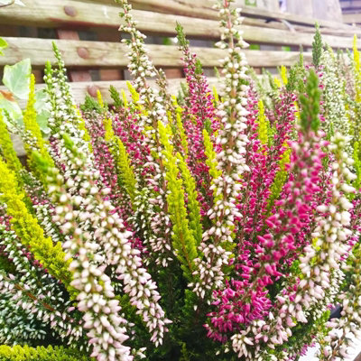 Calluna Heather Plant Beauty Ladies High Five Colours in 17cm Pot - Evergreen Garden Erica Plants Autumn Winter Hardy Perennials - 4