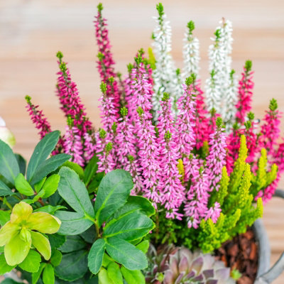 Calluna Heather Plant Beauty Ladies High Five Colours in 17cm Pot - Evergreen Garden Erica Plants Autumn Winter Hardy Perennials - 5