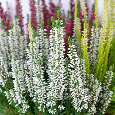 Calluna Heather Plant Beauty Ladies High Five Colours in 17cm Pot - Evergreen Garden Erica Plants Autumn Winter Hardy Perennials - 6