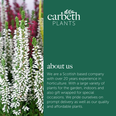 Calluna Heather Plant Beauty Ladies High Five Colours in 17cm Pot - Evergreen Garden Erica Plants Autumn Winter Hardy Perennials - 9