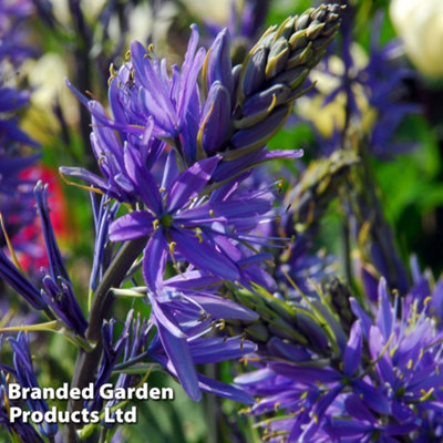 Camassia leichtlinii Caerulea 5 Bulbs