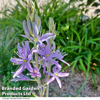 Camassia leichtlinii Caerulea 5 Bulbs - 3