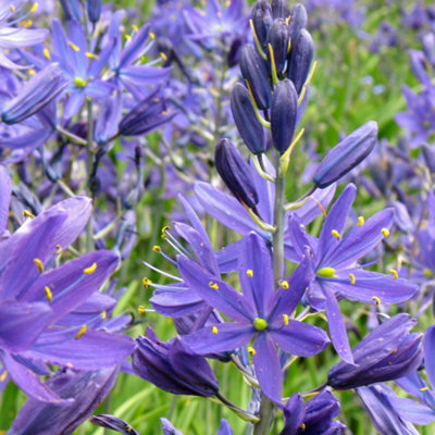 Camassia Quamash Flowering Bulbs - Sky-Blue Starry Blooms (200 Pack)
