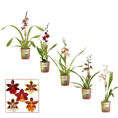 8-Quart Digital Air Fryer