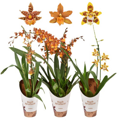 Cambria Mixed 1 Stem, 12cm Pot Size, 55cm Tall, Orchid, Live Plants