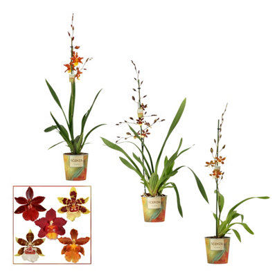 Cambria Mixed 1 Stem, 12cm Pot Size, 60cm Tall, Orchid, Live Plants