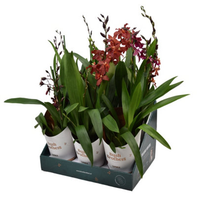 Cambria Mixed 2 Stem Showdoos, 12cm Pot Size, 55cm Tall, Orchid, Live Plants