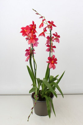 Cambria Nelly Isler 2 Stem, 17cm Pot Size, 100cm Tall, Orchid, Live Plants