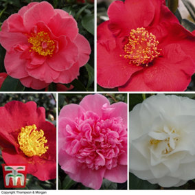 Camelia Collection - 3 Potted Plants (Pink, Yellow, Red)