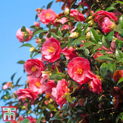 Camelia Red 9cm Potted Plant x 1