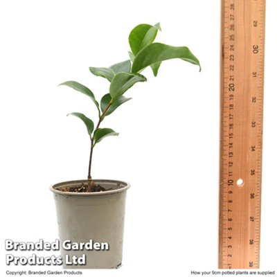 Camelia Yellow  9cm Potted Plant x 1
