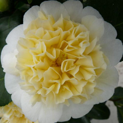 Camelia Yellow  9cm Potted Plant x 1 - 3