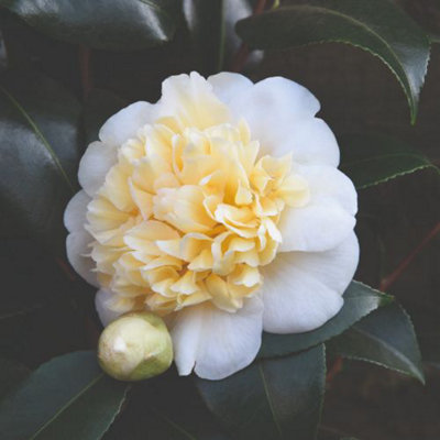 Camelia Yellow  9cm Potted Plant x 1 - 4