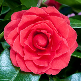 Camellia Black Tie Garden Plant - Striking Red Blooms, Evergreen Foliage (15-30cm Height Including Pot)