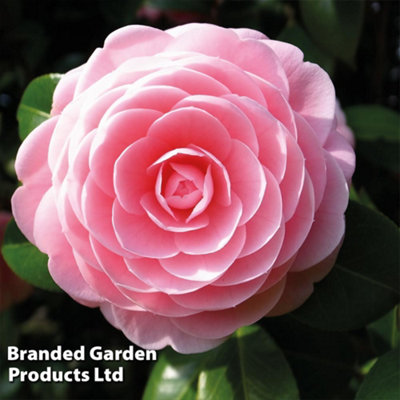 camellia pink camellia-blooming-wonder-pink-