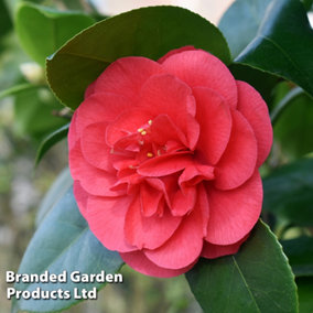 Camellia Blooming Wonder Red 15cm Pot x 1