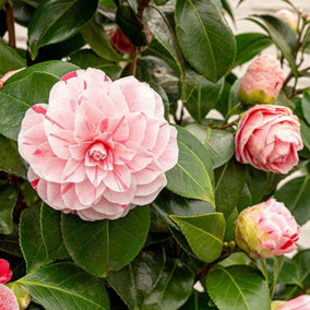 Camellia Bonomiana - Compact Evergreen Shrub, Beautiful Blooms (20-30cm Height Including Pot)