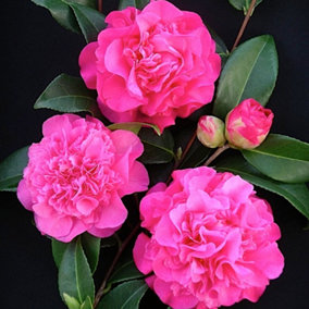 Camellia Debbie Garden Shrub - Profuse Pink Blooms, Evergreen Foliage, Compact Size, Hardy (15-30cm Height Including Pot)