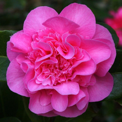 Camellia Debbie Garden Shrub - Profuse Pink Blooms, Evergreen Foliage, Compact Size, Hardy (15-30cm Height Including Pot)