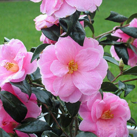 Camellia Donation Garden Shrub - Abundant Red Blooms, Evergreen Foliage, Compact Size, Hardy (15-30cm Height Including Pot)