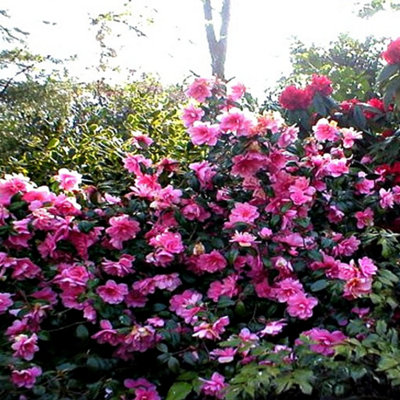 Camellia Donation Garden Shrub - Abundant Red Blooms, Evergreen Foliage, Compact Size, Hardy (15-30cm Height Including Pot)